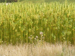Did Congress just legalize hemp nationwide?
