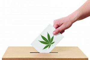 Cannabis is on the ballot this November.