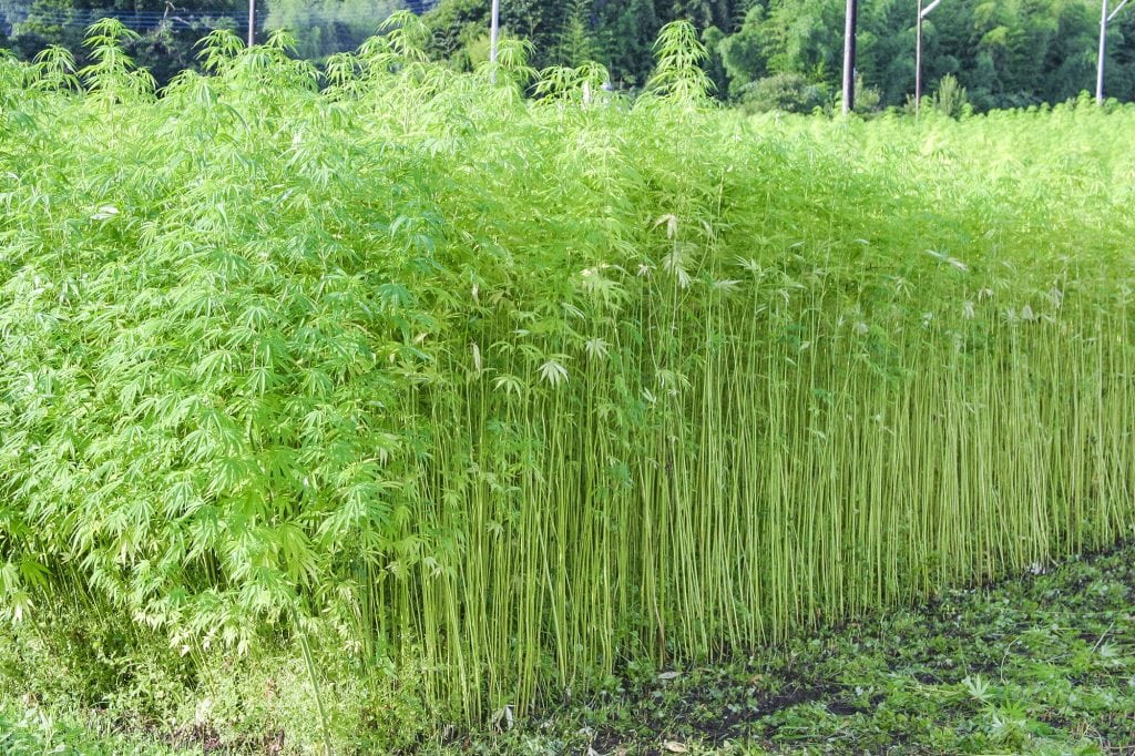 Field of Hemp