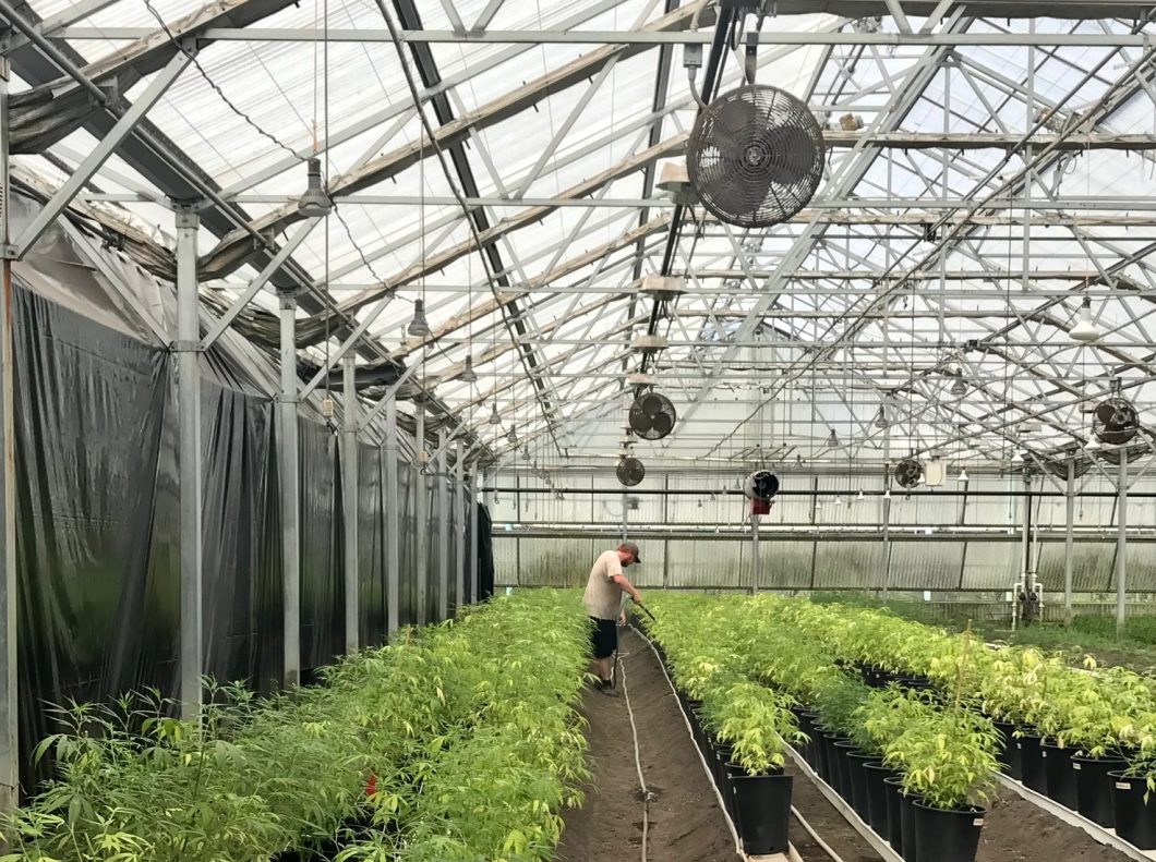 NC Hemp Greenhouse Kight on Cannabis
